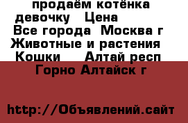 продаём котёнка девочку › Цена ­ 6 500 - Все города, Москва г. Животные и растения » Кошки   . Алтай респ.,Горно-Алтайск г.